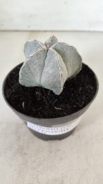 ASTROPHYTUM MYRIOSTIGMA Nº 713 – vaso 11 - Imagem 11