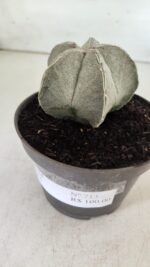 ASTROPHYTUM MYRIOSTIGMA Nº 713 – vaso 11 - Imagem 10