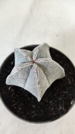 ASTROPHYTUM MYRIOSTIGMA Nº 713 – vaso 11 - Imagem 9