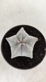 ASTROPHYTUM MYRIOSTIGMA Nº 713 – vaso 11 - Imagem 3