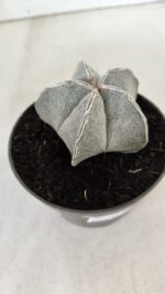 ASTROPHYTUM MYRIOSTIGMA Nº 713 – vaso 11 - Imagem 8