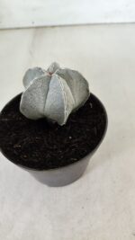 ASTROPHYTUM MYRIOSTIGMA Nº 713 – vaso 11 - Imagem 7
