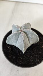 ASTROPHYTUM MYRIOSTIGMA Nº 713 – vaso 11 - Imagem 6