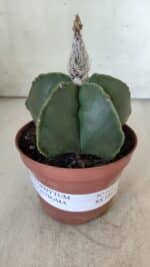 ASTROPHYTUM MYRIOSTIGMA "NUDUM" Nº 715 – vaso 11 - Imagem 2