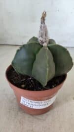 ASTROPHYTUM MYRIOSTIGMA "NUDUM" Nº 715 – vaso 11 - Imagem 10