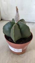 ASTROPHYTUM MYRIOSTIGMA "NUDUM" Nº 715 – vaso 11 - Imagem 9