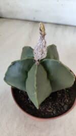 ASTROPHYTUM MYRIOSTIGMA "NUDUM" Nº 715 – vaso 11 - Imagem 8