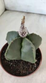 ASTROPHYTUM MYRIOSTIGMA "NUDUM" Nº 715 – vaso 11 - Imagem 7