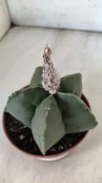 ASTROPHYTUM MYRIOSTIGMA "NUDUM" Nº 715 – vaso 11 - Imagem 6