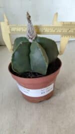 ASTROPHYTUM MYRIOSTIGMA "NUDUM" Nº 715 – vaso 11 - Imagem 4