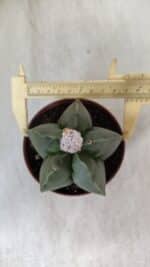 ASTROPHYTUM MYRIOSTIGMA "NUDUM" Nº 715 – vaso 11