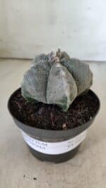 ASTROPHYTUM MYRIOSTIGMA  Nº 716 – vaso 11 - Imagem 2