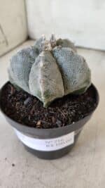 ASTROPHYTUM MYRIOSTIGMA  Nº 716 – vaso 11 - Imagem 10