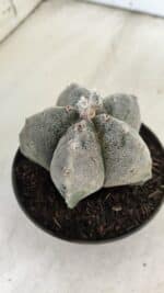 ASTROPHYTUM MYRIOSTIGMA  Nº 716 – vaso 11 - Imagem 9