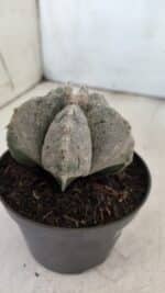 ASTROPHYTUM MYRIOSTIGMA  Nº 716 – vaso 11 - Imagem 8