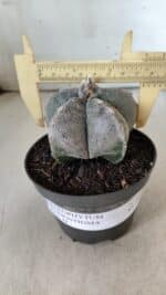ASTROPHYTUM MYRIOSTIGMA  Nº 716 – vaso 11 - Imagem 4