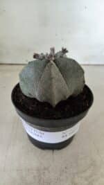ASTROPHYTUM MYRIOSTIGMA  Nº 717 – vaso 11 - Imagem 2