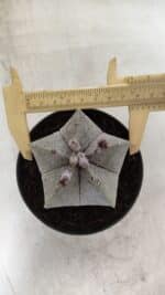 ASTROPHYTUM MYRIOSTIGMA  Nº 717 – vaso 11