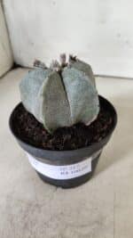 ASTROPHYTUM MYRIOSTIGMA  Nº 717 – vaso 11 - Imagem 11