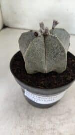 ASTROPHYTUM MYRIOSTIGMA  Nº 717 – vaso 11 - Imagem 10