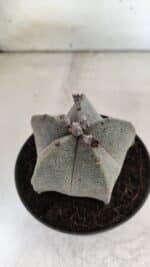 ASTROPHYTUM MYRIOSTIGMA  Nº 717 – vaso 11 - Imagem 9