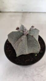 ASTROPHYTUM MYRIOSTIGMA  Nº 717 – vaso 11 - Imagem 8