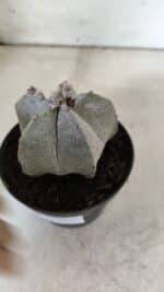 ASTROPHYTUM MYRIOSTIGMA  Nº 717 – vaso 11 - Imagem 7