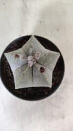 ASTROPHYTUM MYRIOSTIGMA  Nº 717 – vaso 11 - Imagem 3