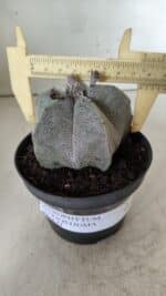 ASTROPHYTUM MYRIOSTIGMA  Nº 717 – vaso 11 - Imagem 4