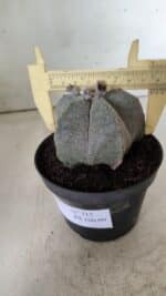 ASTROPHYTUM MYRIOSTIGMA  Nº 717 – vaso 11 - Imagem 6