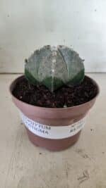 ASTROPHYTUM MYRIOSTIGMA  Nº 718 – vaso 11 - Imagem 2