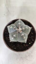 ASTROPHYTUM MYRIOSTIGMA  Nº 718 – vaso 11 - Imagem 3