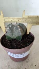 ASTROPHYTUM MYRIOSTIGMA  Nº 718 – vaso 11 - Imagem 4