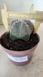 ASTROPHYTUM MYRIOSTIGMA  Nº 718 – vaso 11 - Imagem 7