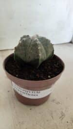 ASTROPHYTUM MYRIOSTIGMA  Nº 718 – vaso 11 - Imagem 14