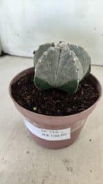 ASTROPHYTUM MYRIOSTIGMA  Nº 718 – vaso 11 - Imagem 13