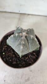 ASTROPHYTUM MYRIOSTIGMA  Nº 718 – vaso 11 - Imagem 12