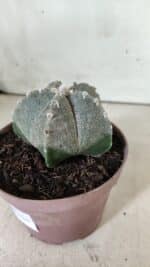 ASTROPHYTUM MYRIOSTIGMA  Nº 718 – vaso 11 - Imagem 11