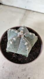 ASTROPHYTUM MYRIOSTIGMA  Nº 718 – vaso 11 - Imagem 10