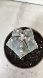 ASTROPHYTUM MYRIOSTIGMA  Nº 718 – vaso 11 - Imagem 8