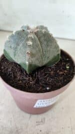 ASTROPHYTUM MYRIOSTIGMA  Nº 718 – vaso 11 - Imagem 6