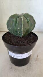 ASTROPHYTUM MYRIOSTIGMA cv FUKURYU Nudum  Nº 575 – vaso 15 - Imagem 11