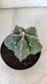 ASTROPHYTUM MYRIOSTIGMA cv FUKURYU Nudum  Nº 575 – vaso 15 - Imagem 8