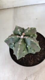 ASTROPHYTUM MYRIOSTIGMA cv FUKURYU Nudum  Nº 575 – vaso 15 - Imagem 6