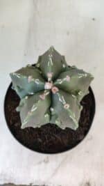 ASTROPHYTUM MYRIOSTIGMA cv FUKURYU Nudum  Nº 575 – vaso 15 - Imagem 3