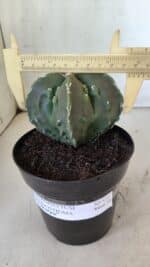ASTROPHYTUM MYRIOSTIGMA cv FUKURYU Nudum  Nº 575 – vaso 15 - Imagem 4