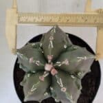 ASTROPHYTUM MYRIOSTIGMA cv FUKURYU Nudum  Nº 575 – vaso 15