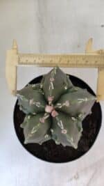 ASTROPHYTUM MYRIOSTIGMA cv FUKURYU Nudum  Nº 575 – vaso 15