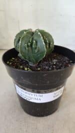 ASTROPHYTUM MYRIOSTIGMA cv FUKURYU Nudum  Nº 576 – vaso 15 - Imagem 2