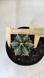 ASTROPHYTUM MYRIOSTIGMA cv FUKURYU Nudum  Nº 576 – vaso 15